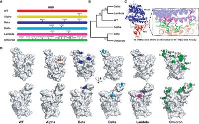 The Cross-Protective Immunity Landscape Among Different SARS-CoV-2 Variant RBDs